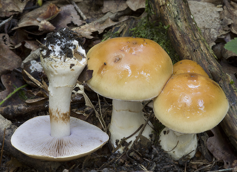 Cortinarius varius